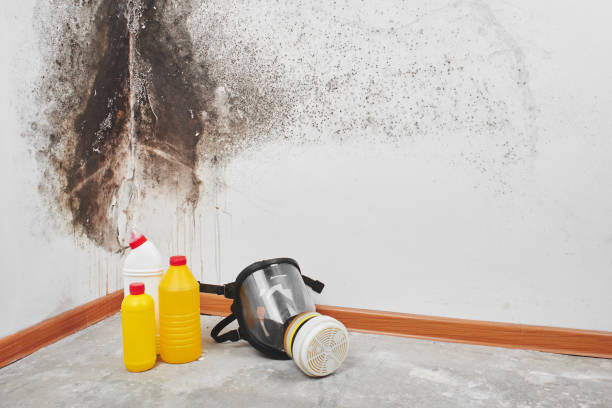 Best Certified Mold Removal  in Pahala, HI