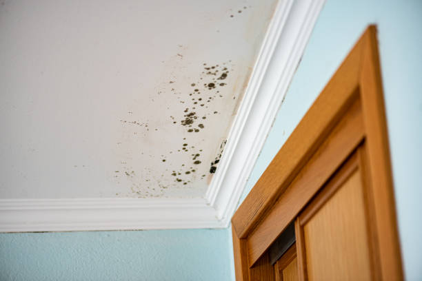 Certified Mold Removal in Pahala, HI