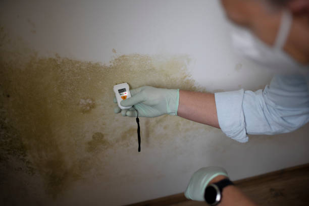 Best Best Mold Removal Companies  in Pahala, HI