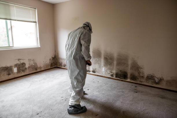 Best Home Mold Removal  in Pahala, HI