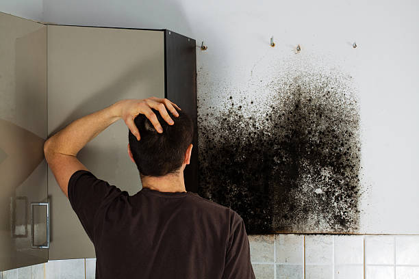 Mold Removal and Inspection in Pahala, HI