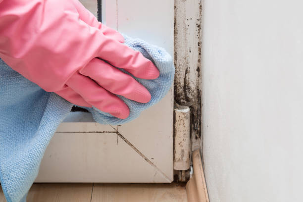 Professional Mold Removal in Pahala, HI